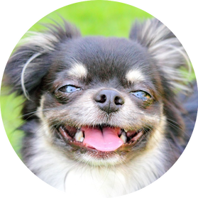 small dog smiling into camera_case study_neighbour dispute mediation_mediation services London